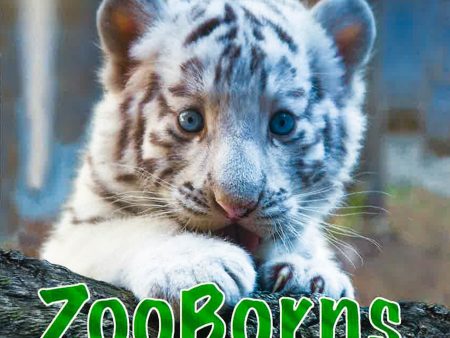 Zooborns For Sale